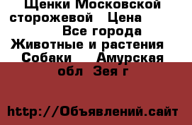 Щенки Московской сторожевой › Цена ­ 35 000 - Все города Животные и растения » Собаки   . Амурская обл.,Зея г.